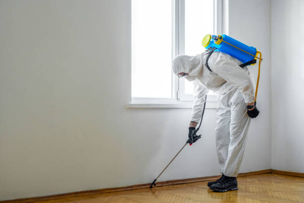 Best Spider Control Near Me  in East Quincy, CA