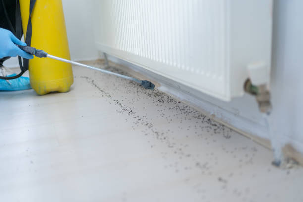 Best Pest Inspection Near Me  in East Quincy, CA